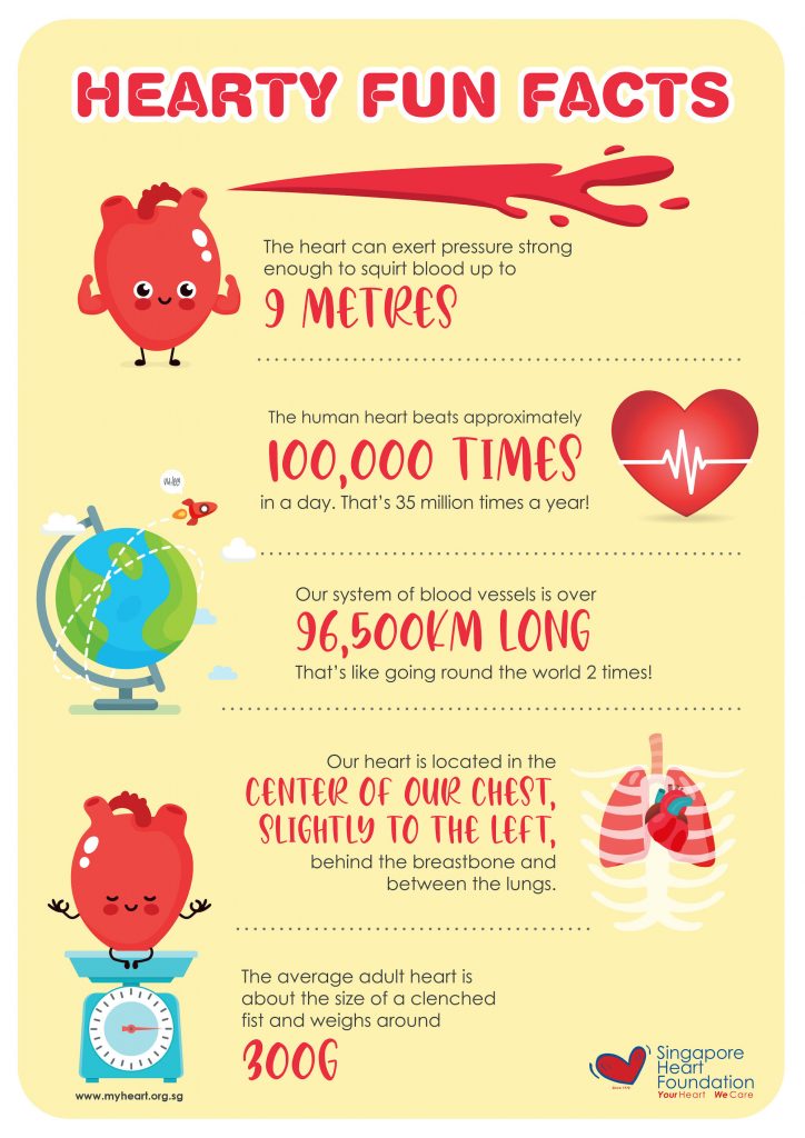 How Your Heart Works | Singapore Heart Foundation
