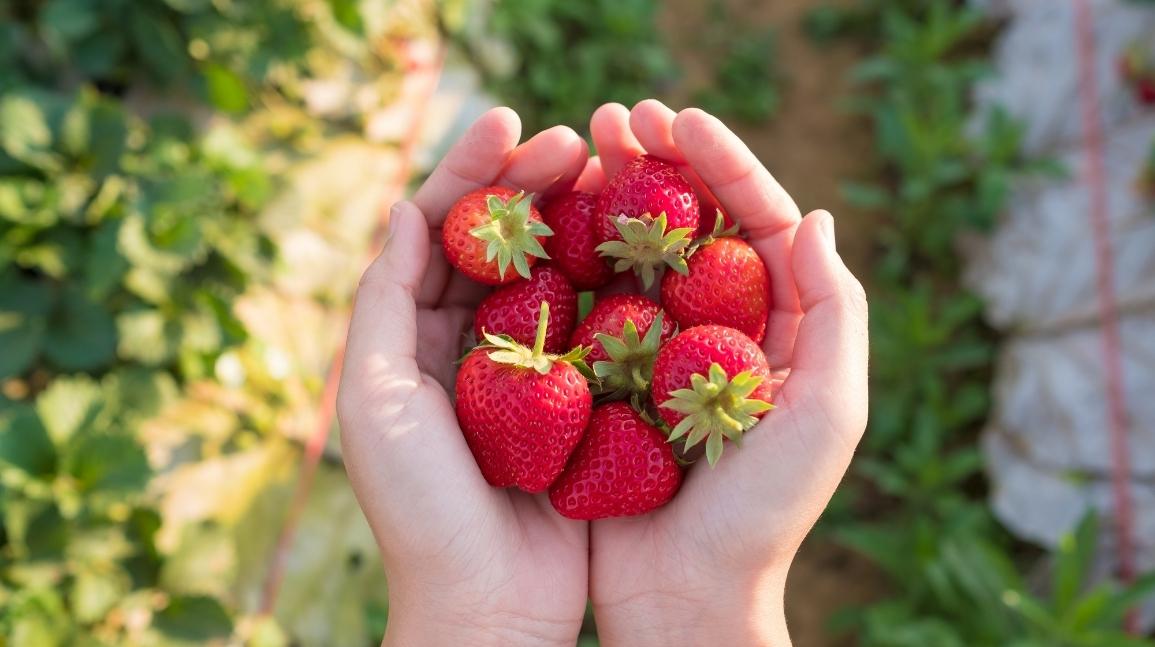 Hands holding strawberries
